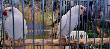 Coppia di Parrocchetti dal collare albina