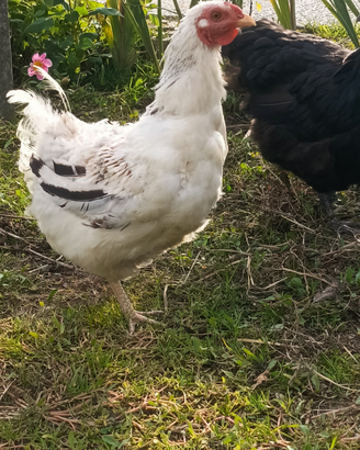 2 galline