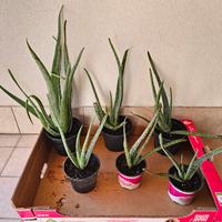 Piantine di aloe vera