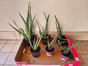 Piantine di aloe vera