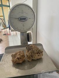 Rocce  acquario marino ex vive