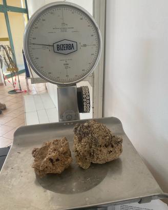 Rocce  acquario marino ex vive