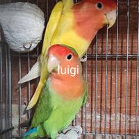 Pappagalli inseparabili