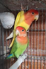 Pappagalli inseparabili