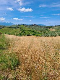 Rif 215B TERRENO AGRICOLO A MOSCUFO