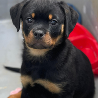 Cuccioli rottweiler