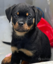 Cuccioli rottweiler