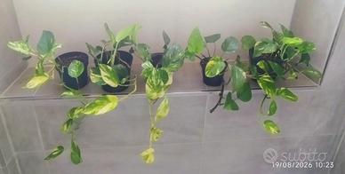 Pothos Golden Piante Facili e Rigogliosiose