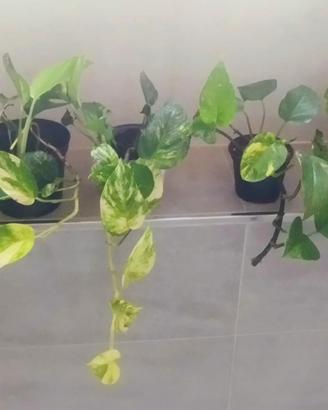 Pothos Golden Piante Facili e Rigogliosiose