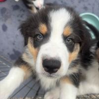 Cuccioli Pastore Australiano con Pedigree