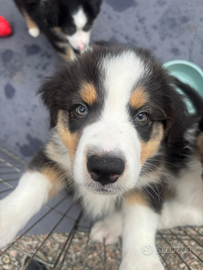Cuccioli Pastore Australiano con Pedigree