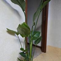 strelitzia Nicolai  pianta