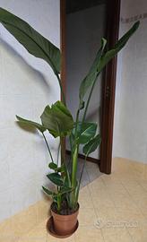 strelitzia Nicolai  pianta
