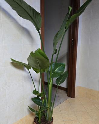 strelitzia Nicolai  pianta
