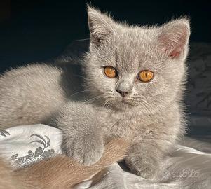 British shorthair