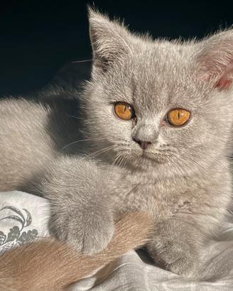 British shorthair