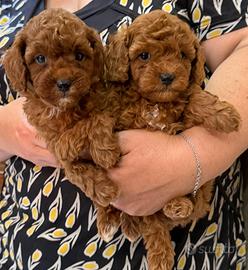 Cuccioli di barboncini