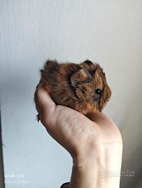 Cavia femminuccia