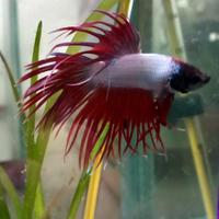 Betta (pesce Combattente) e Bettiere Artigianali