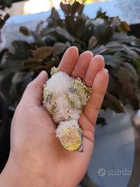 Pappagalli domestico