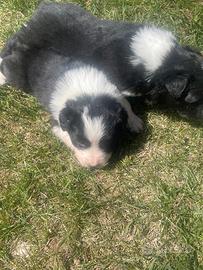 Cuccioli border collie