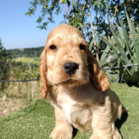 Cocker spaniel inglese pedigree PET TERAPY fulvo