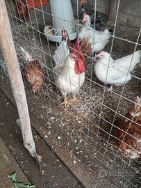 Galline e gallo