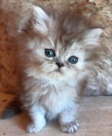 Cucciola di persiani