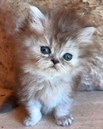 Cucciola di persiani