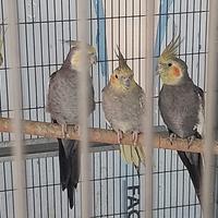 Calopsite Bollengo - Ivrea