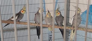 Calopsite Bollengo - Ivrea