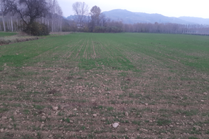 Vendita terreno agricolo