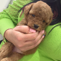 Barboncini miny toy red