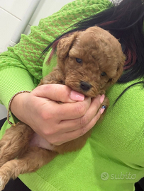 Barboncini miny toy red