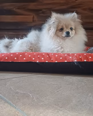 volpino di pomerania 