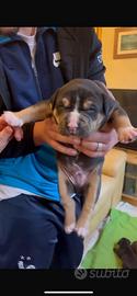 Cuccioli Pit-bull
