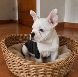 Bulldog Bouledogue Francese femminuccia