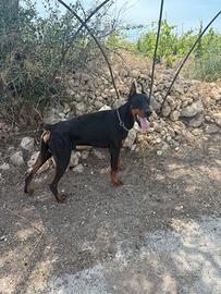 Doberman con pedigree