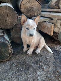 Cuccioli di cattle dog