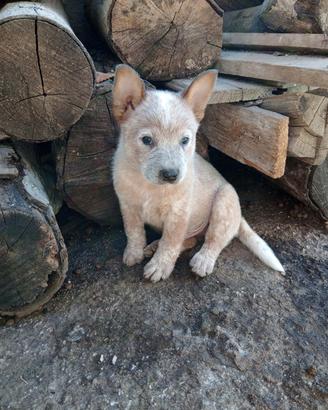 Cuccioli di cattle dog