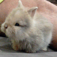 Conigli nani testa di leone