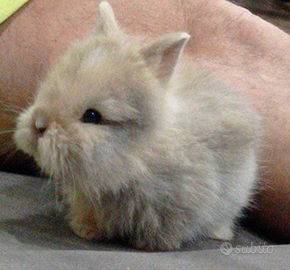 Conigli nani testa di leone