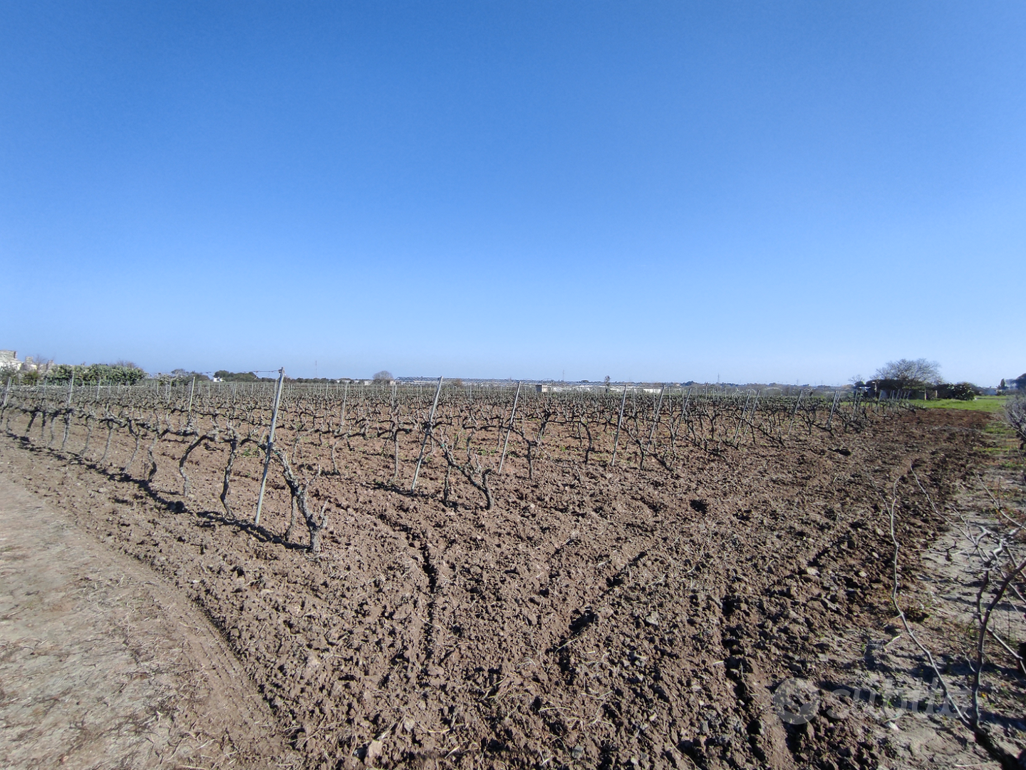 Terreno con vigneto - Vista 6