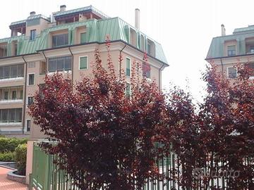 Monolocale via Giacomo Brodolini 19, Centro, Pieve