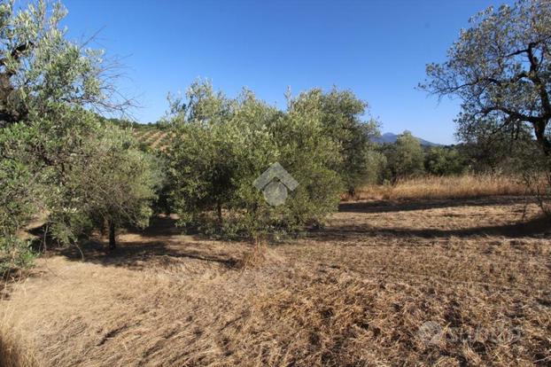 TER. AGRICOLO A POGGIO NATIVO