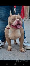 American bully pocket