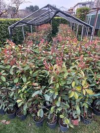 Photinia 
