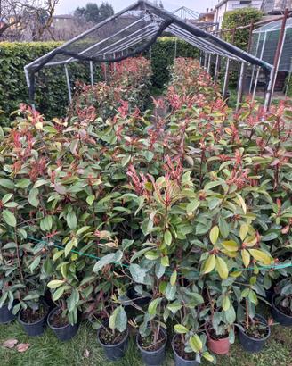 Photinia 