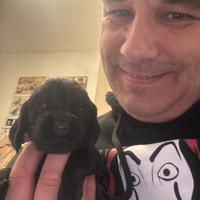 Cocker Spaniel Maschio Nero