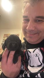 Cocker Spaniel Maschio Nero